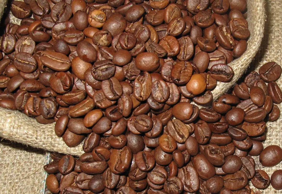 Skillnaden mellan Arabica och Robusta